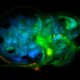 Illustration for article titled Under a microscope, the smallest animals on Earth become beautiful nightmare fuel